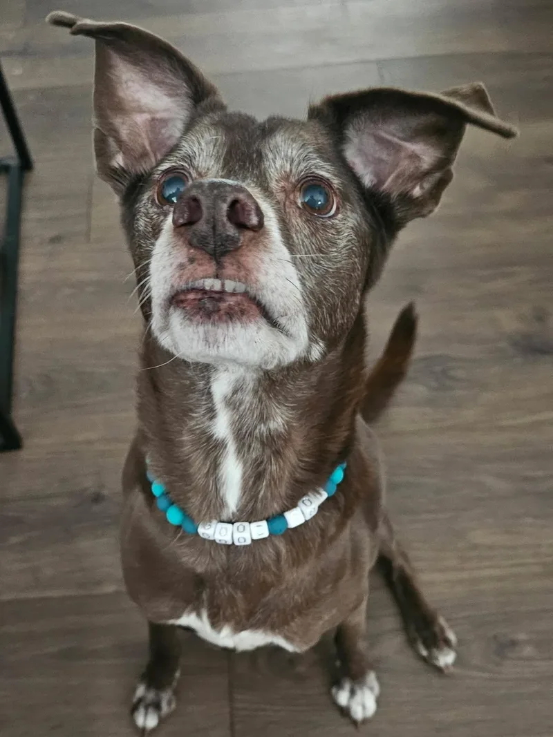 A senior medium-sized male Mixed Breed dog named Ranger for adoption in Rochester , NY