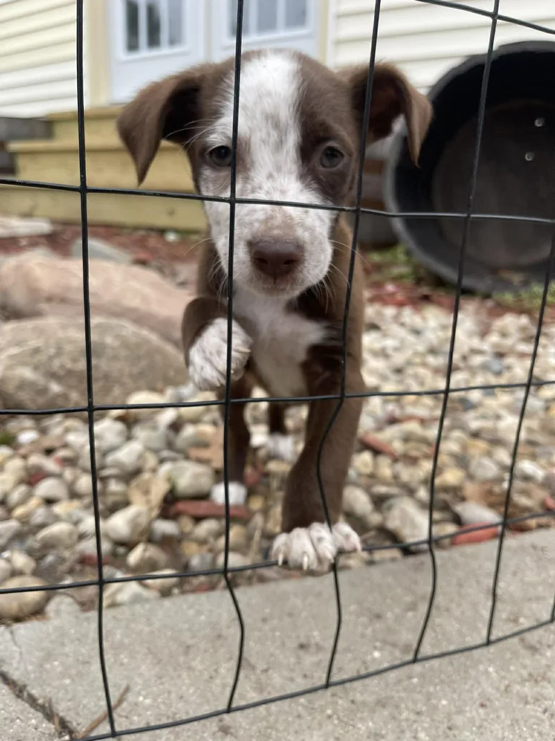 A baby medium-sized female Brown / Chocolate Australian Shepherd dog named Willow for adoption in Clinton, WI