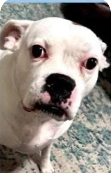 A senior medium-sized male White / Cream Boxer dog named Cosmo for adoption in Hewitt, TX