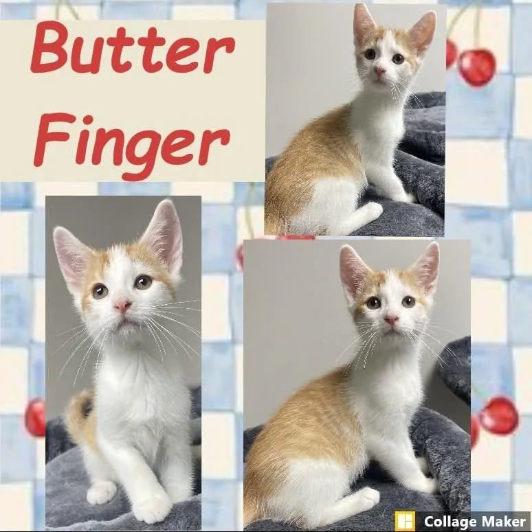 A young medium-sized male Domestic Short Hair cat named Butter Finger for adoption in Clearfield, PA