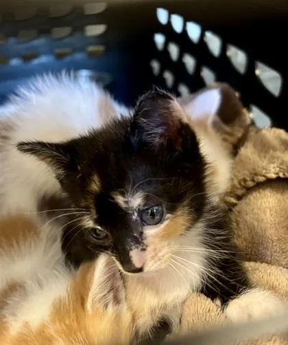 A baby small-sized female Domestic Short Hair cat named Mj for adoption in Cumming, GA