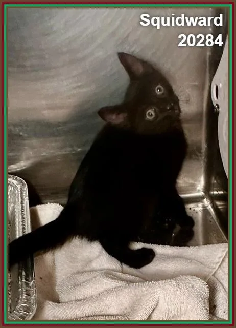 A baby medium-sized male Black Domestic Short Hair cat named Squidward for adoption in Marietta, GA