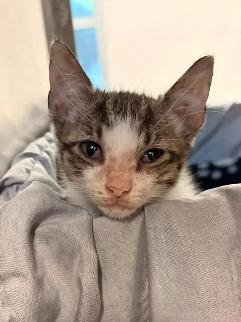 A baby small-sized male Domestic Short Hair cat named Oscar for adoption in Baytown, TX