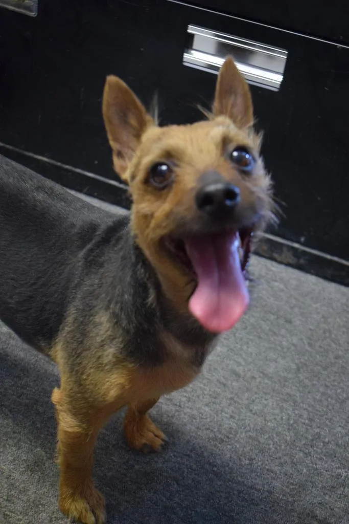 An adult small-sized male Terrier dog named Charlie for adoption in Pahrump, NV