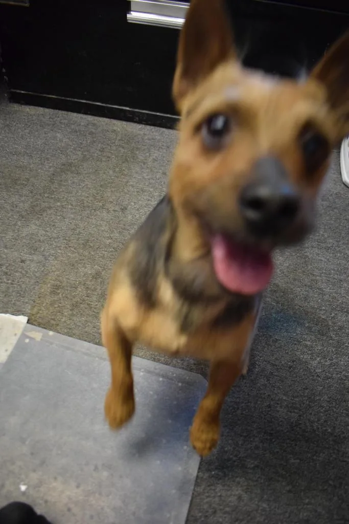 Charlie thumbnail 2
