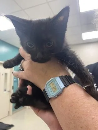 A baby small-sized male Domestic Short Hair cat named Noche for adoption in Fishers, IN