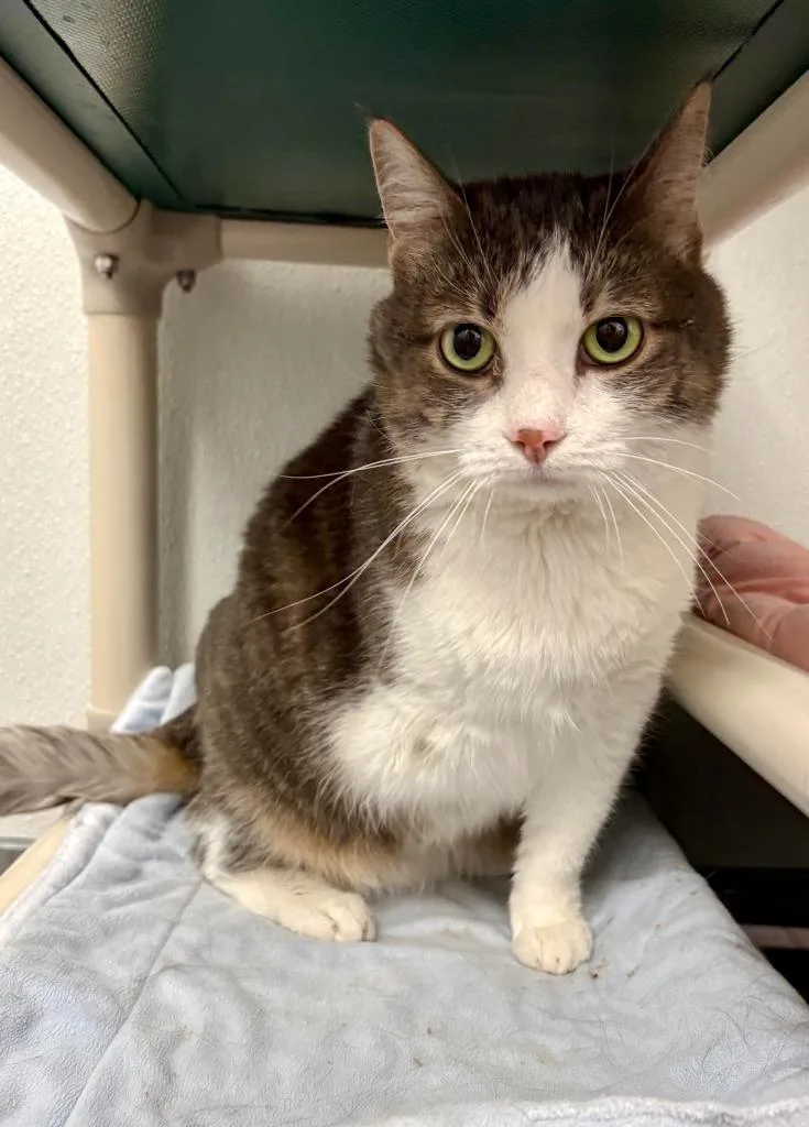 An adult medium-sized female Domestic Short Hair cat named Pudding for adoption in Gillette, WY
