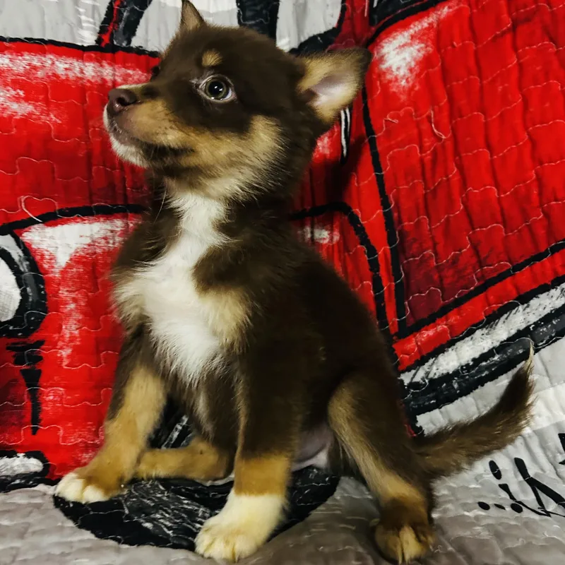 A baby medium-sized male Pomsky dog named Radcliff for adoption in Oak Bluffs, MA