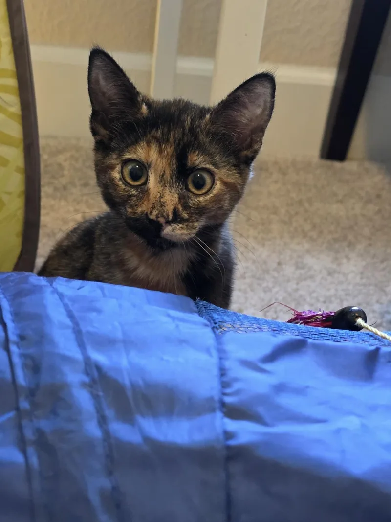 A baby medium-sized female Domestic Short Hair cat named Princess Daisy for adoption in Lincoln, CA