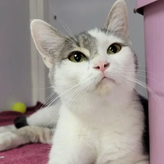 An adult medium-sized female Gray & White Domestic Short Hair cat named Snuggs for adoption in Mazon, IL