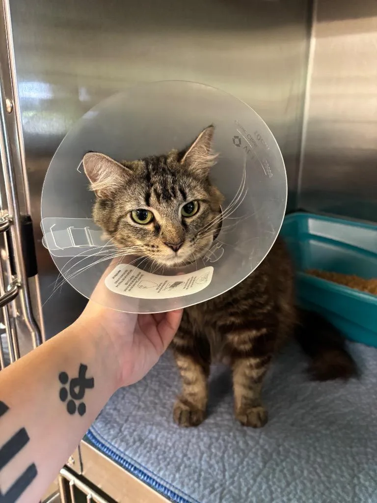A young large-sized female Domestic Medium Hair cat named Lavender for adoption in Metter, GA