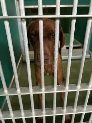 An adult medium-sized male Mixed Breed dog named Strider for adoption in West Palm Beach, FL