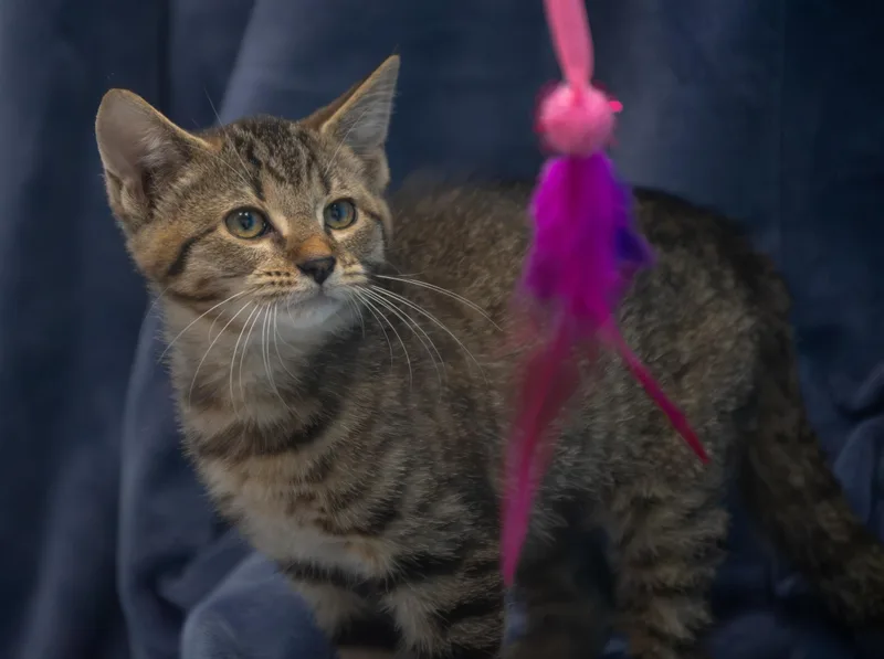 A baby medium-sized female Tabby (Brown / Chocolate) Domestic Short Hair cat named Dasani for adoption in Winchester, KY