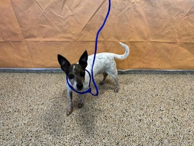 An adult small-sized female Parson Russell Terrier dog named Ibis for adoption in Miami, FL