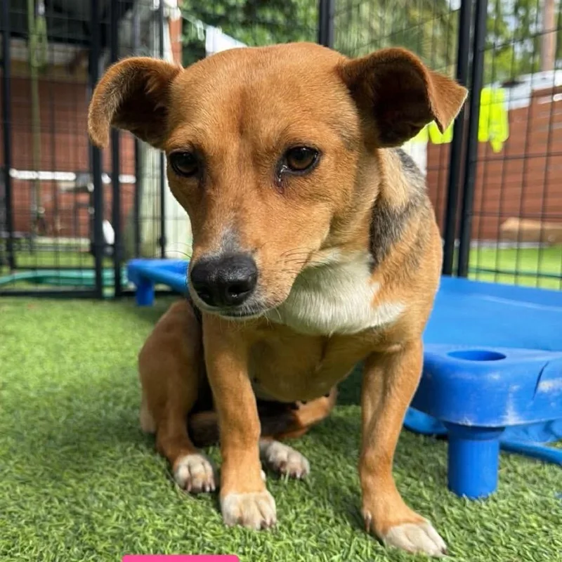 An adult small-sized female Brown / Chocolate Chihuahua dog named Nory for adoption in Tampa, FL