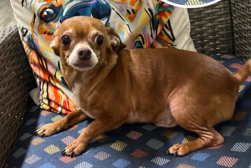 Gizzie