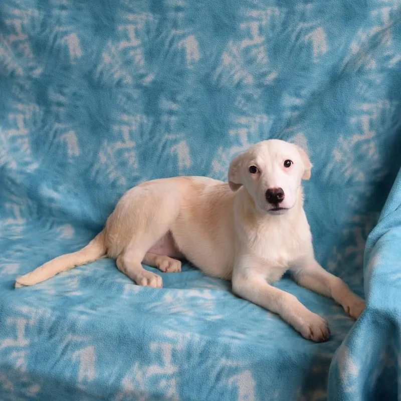 A baby large-sized female White / Cream Husky dog named Tabatha for adoption in Eureka, CA