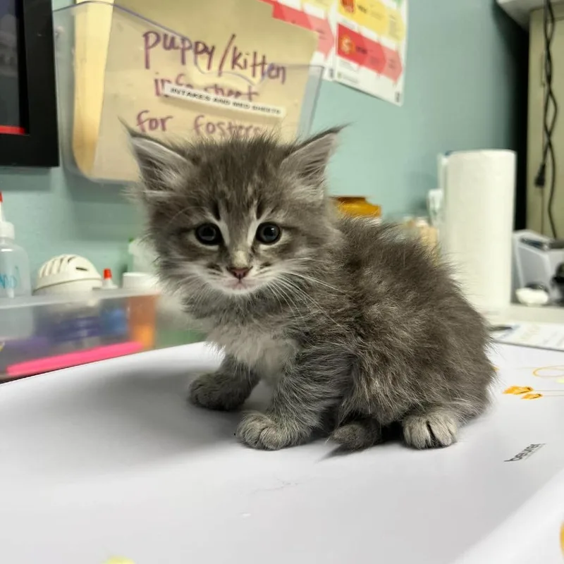 A baby small-sized female Gray / Blue / Silver Domestic Long Hair cat named Espurr for adoption in Edwardsville, IL