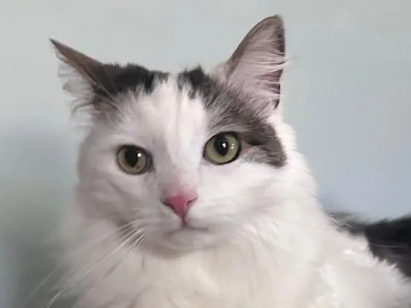 An adult extra large-sized male Domestic Long Hair cat named Links for adoption in East Hartford , CT