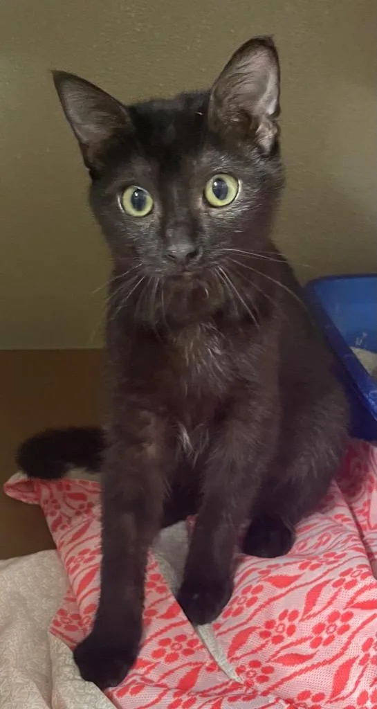 An adult small-sized female Domestic Short Hair cat named Luna for adoption in Pierceton, IN