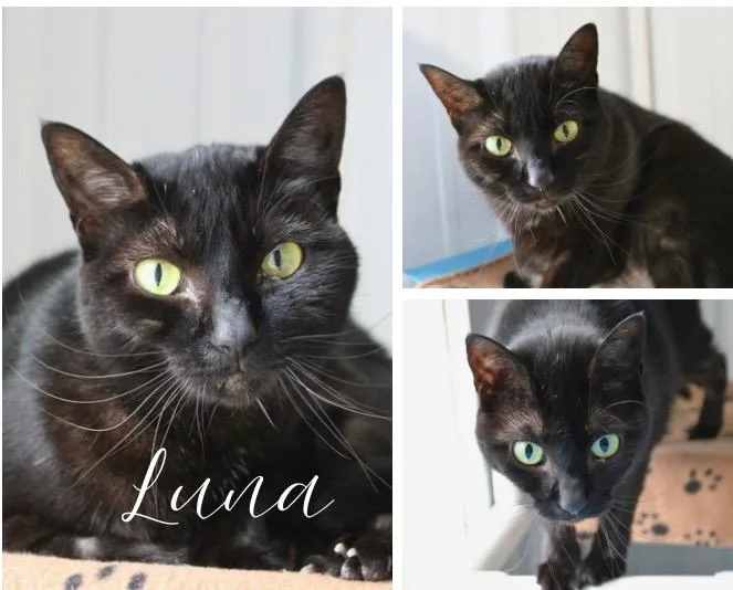 Luna thumbnail 2