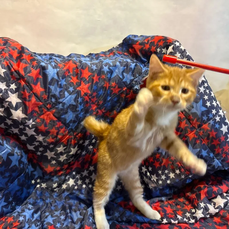 A baby small-sized male Orange / Red Domestic Short Hair cat named Grover for adoption in Fredericksburg, VA