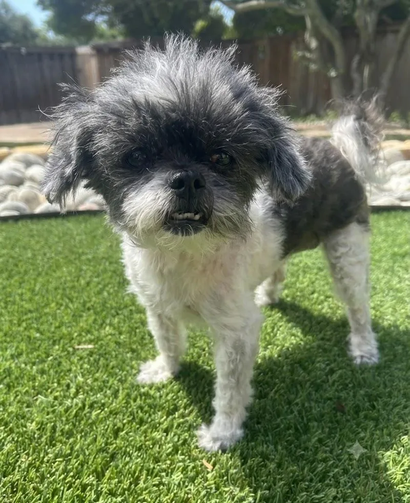 A senior small-sized female Shih Tzu dog named Lola for adoption in Dallas, TX
