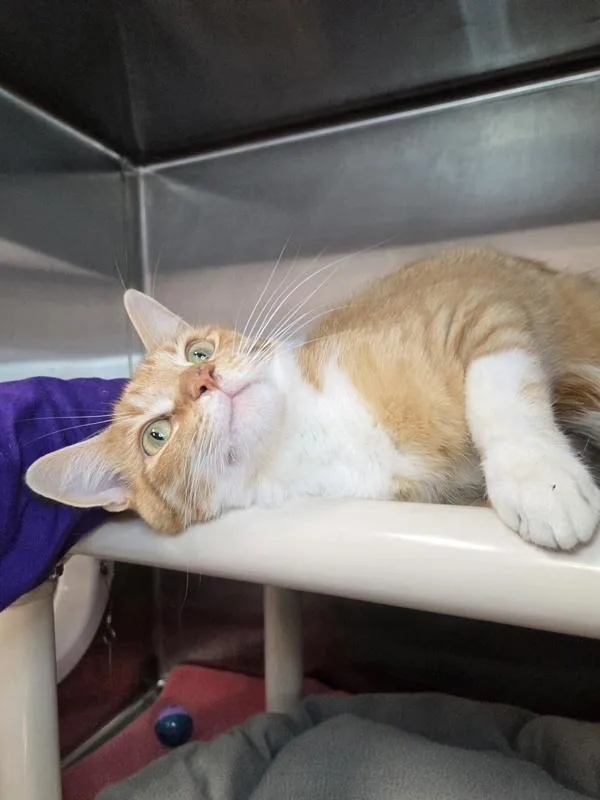 A young medium-sized male Domestic Short Hair cat named Baby Boy for adoption in Millersville, MD