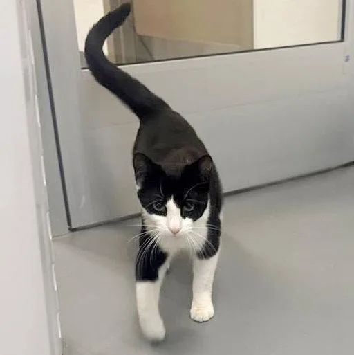 An adult medium-sized male Black & White / Tuxedo Domestic Short Hair cat named Purrcival for adoption in Hilton Head Island, SC