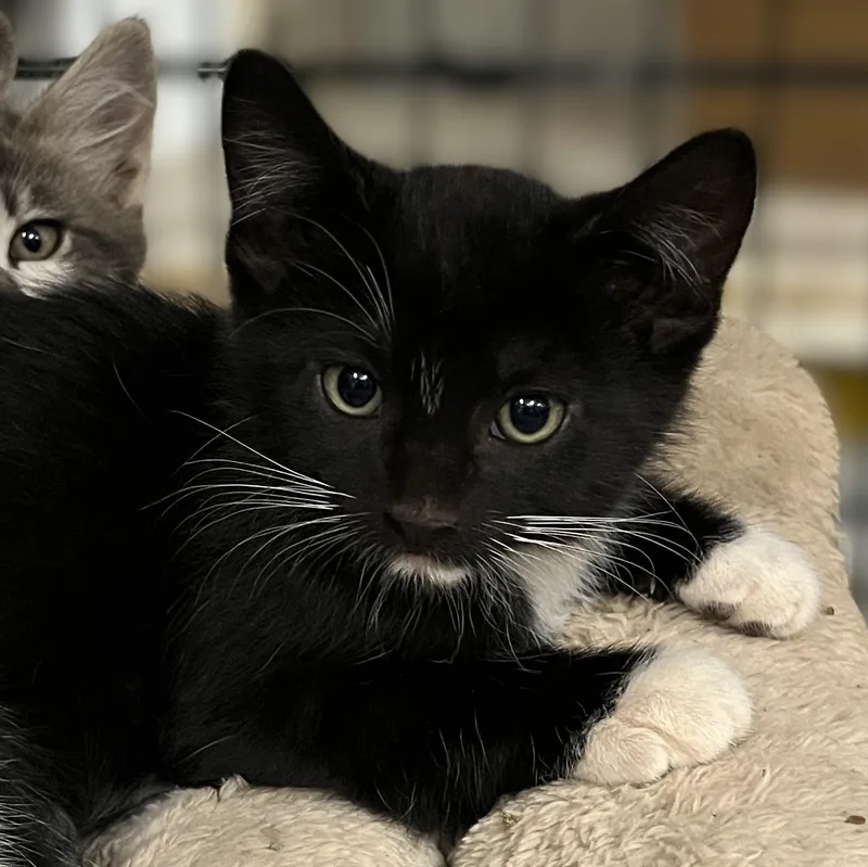 Figaro