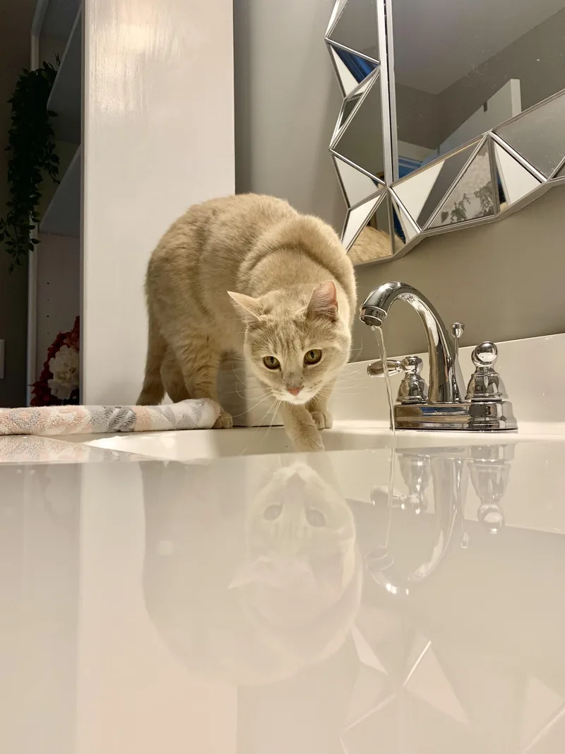An adult medium-sized male Cream Point Domestic Short Hair cat named Peter for adoption in Richmond, KY