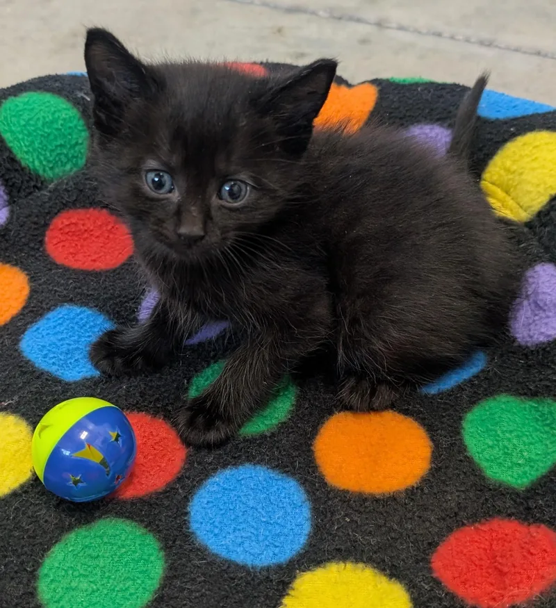 A baby small-sized male Black Domestic Short Hair cat named Jett for adoption in New Ulm, MN