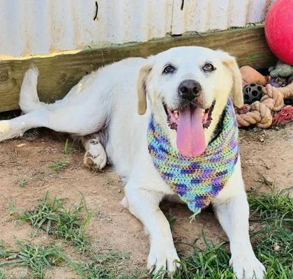 An adult large-sized female Labrador Retriever dog named Anna $ for adoption in Seneca, SC