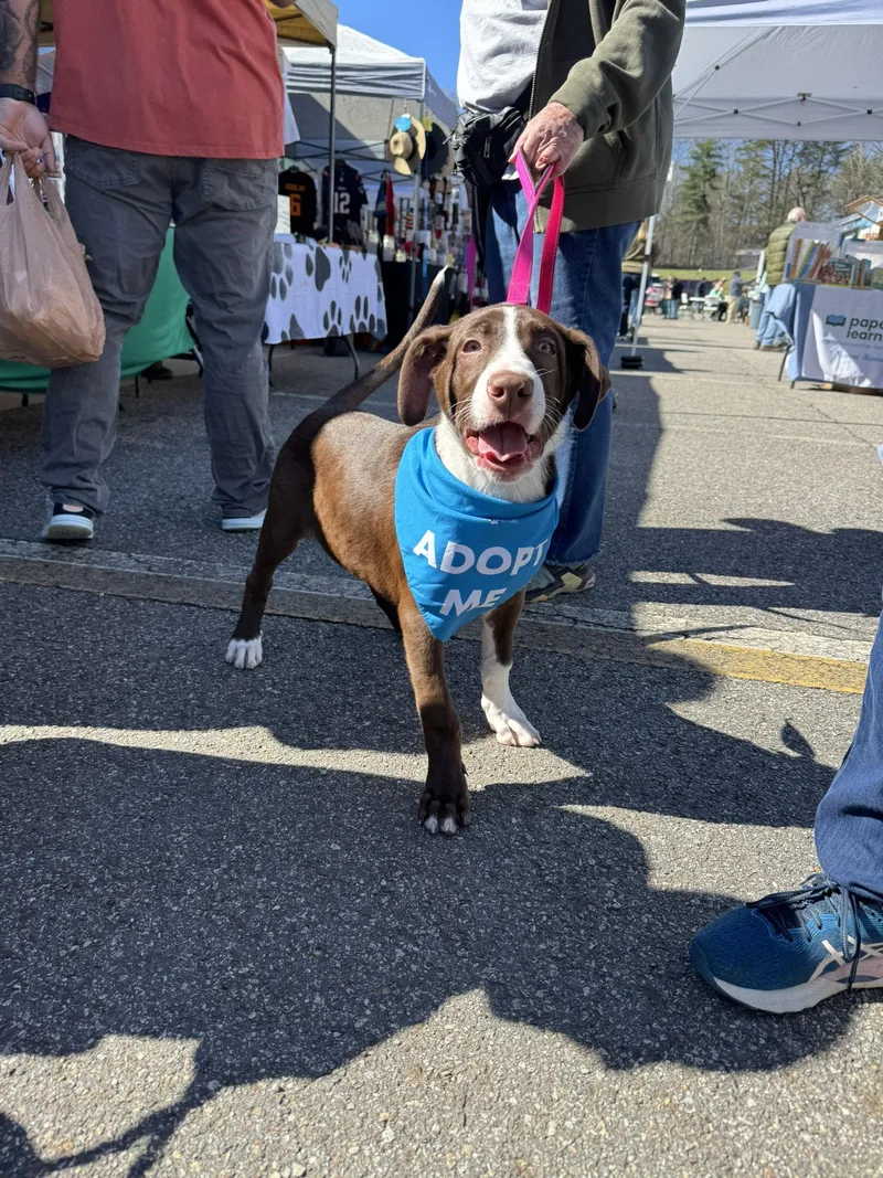 A young medium-sized male Australian Cattle Dog / Blue Heeler dog named Elvis for adoption in Blairsville, GA