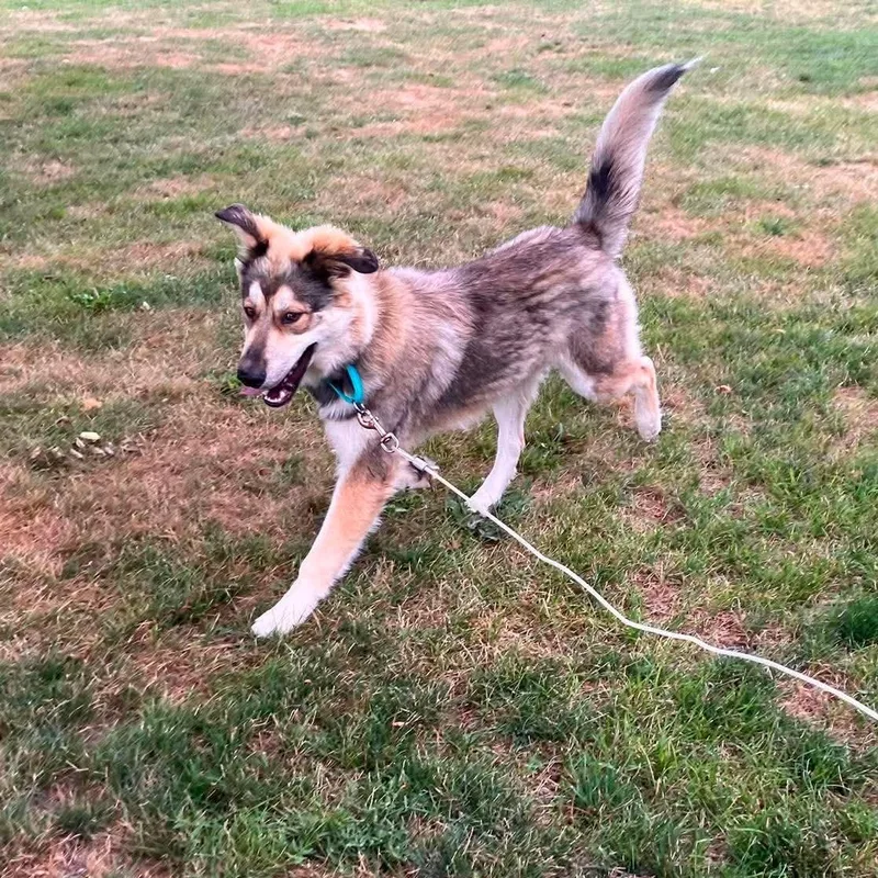 An adult medium-sized male Shepherd dog named Wilson for adoption in Grand Forks, ND