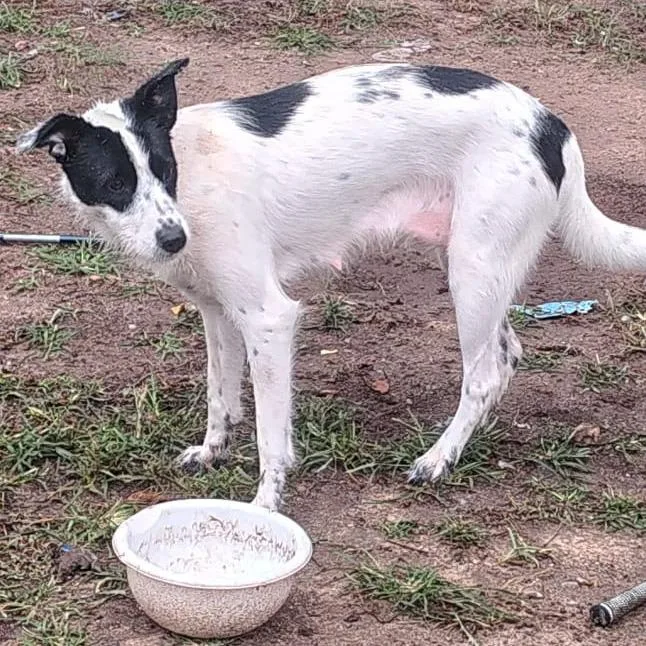 A baby medium-sized male Australian Shepherd dog named Casper for adoption in Kingman, KS