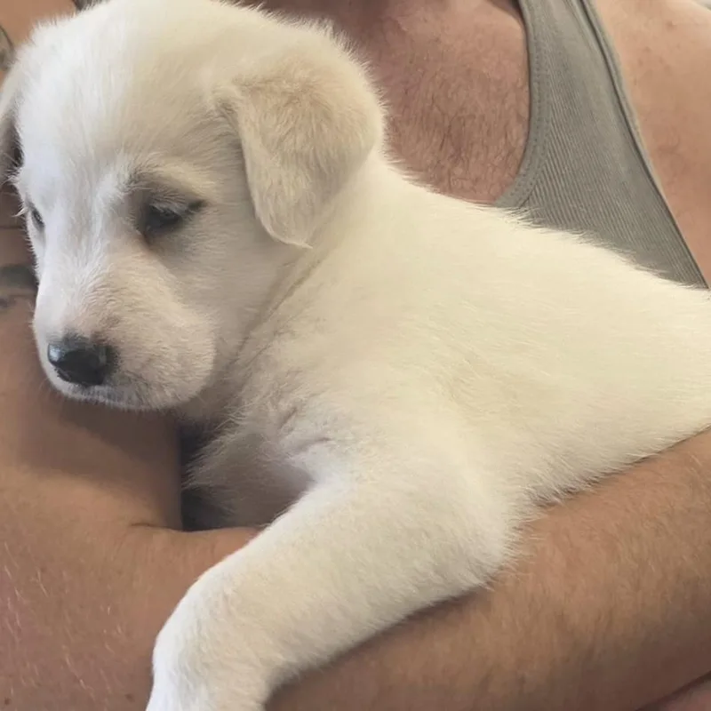 Casper thumbnail 4