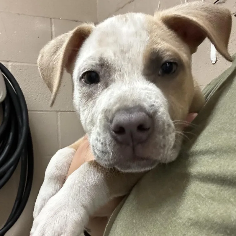 A baby small-sized male Yellow / Tan / Blond / Fawn Pit Bull Terrier dog named Jujubee for adoption in Tacoma, WA