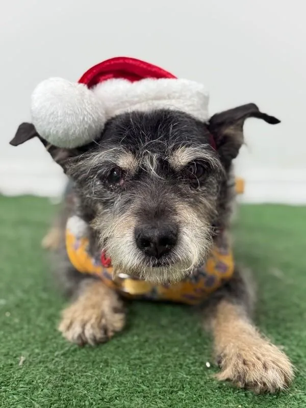 A senior small-sized male Gray / Blue / Silver Schnauzer dog named Bigotes for adoption in Carlsbad, CA