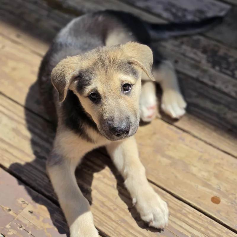 A baby large-sized male Yellow / Tan / Blond / Fawn German Shepherd Dog dog named Snuffy for adoption in Blairstown, NJ