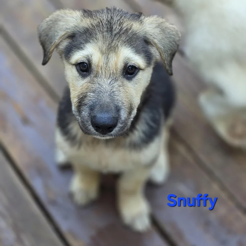 Snuffy thumbnail 3