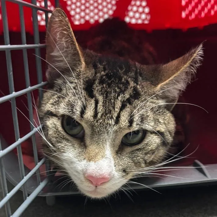 A young medium-sized male Gray / Blue / Silver Domestic Short Hair cat named Cloud for adoption in Allentown, PA