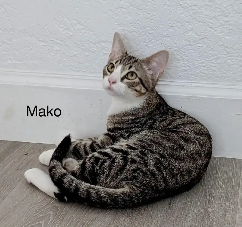 Mako