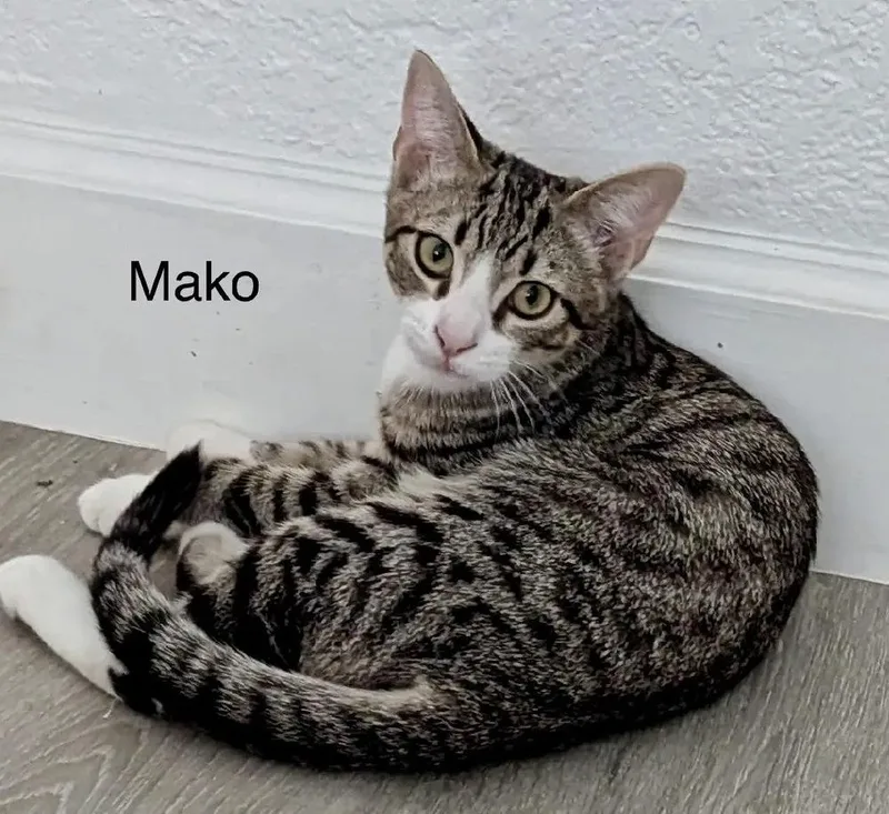 Mako thumbnail 2
