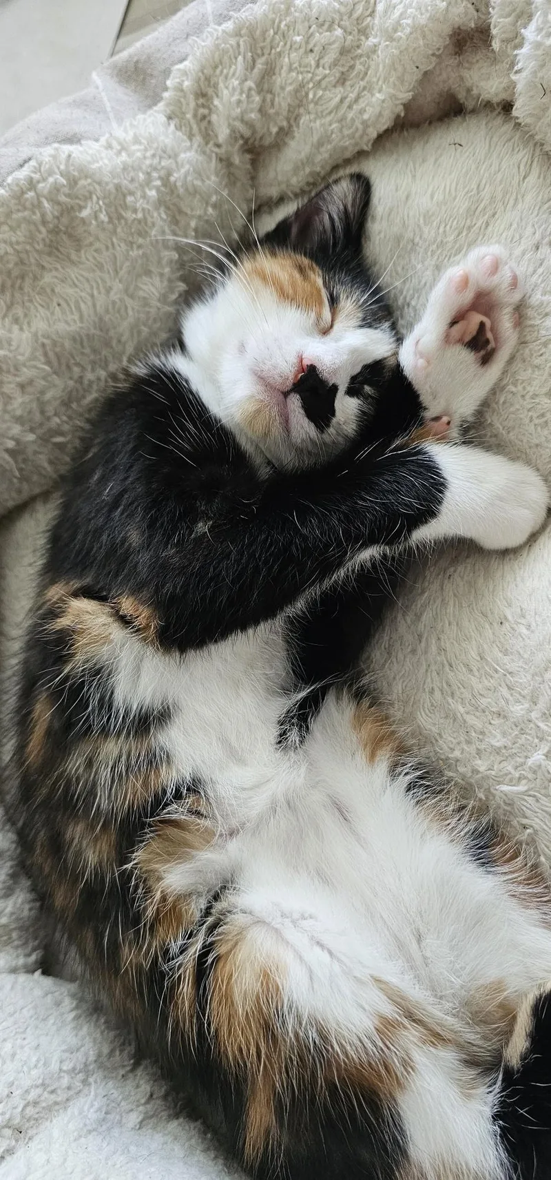 A baby medium-sized female Calico Domestic Short Hair cat named Nora for adoption in Sedalia, MO