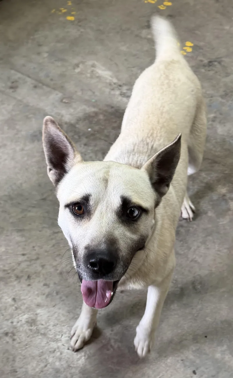 An adult medium-sized male Apricot / Beige Husky dog named Samson for adoption in Grove, OK