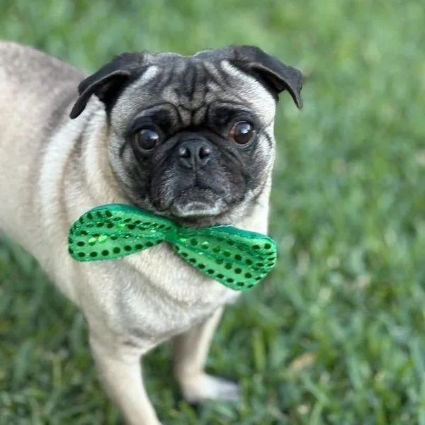 A young small-sized male Yellow / Tan / Blond / Fawn Pug dog named Angelo for adoption in Alvin, TX