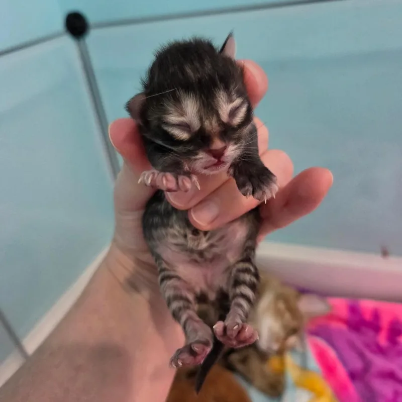 Little Miss Fabulous thumbnail 2