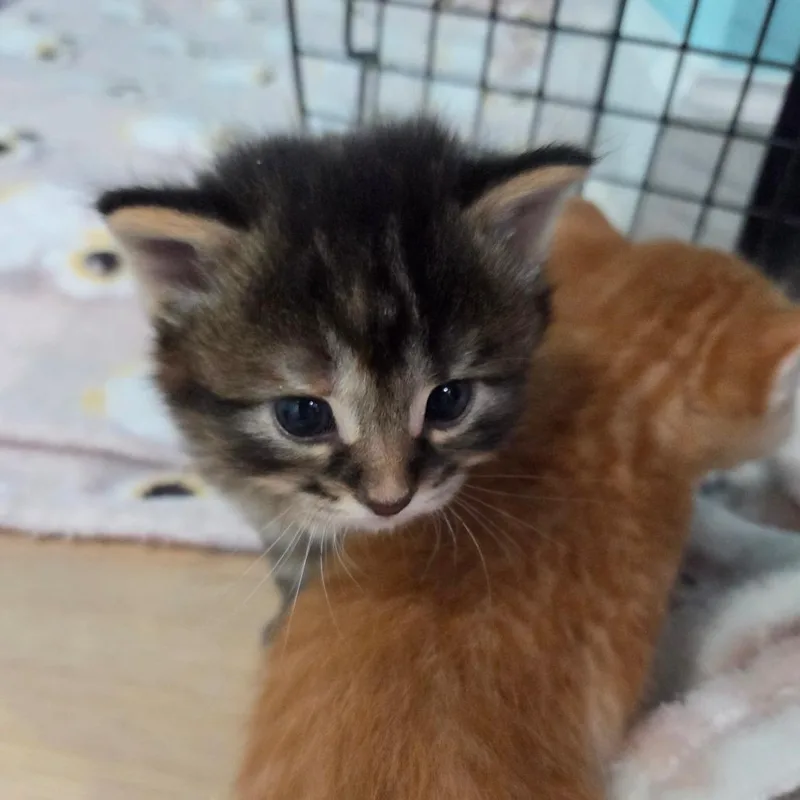 Little Miss Fabulous thumbnail 5
