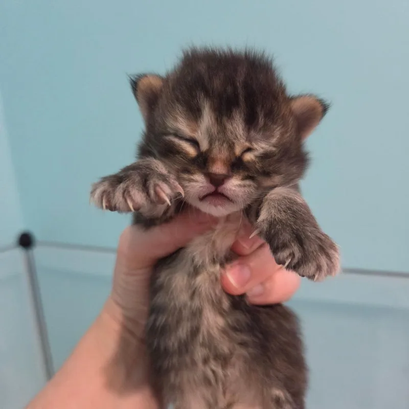 Little Miss Fabulous thumbnail 6